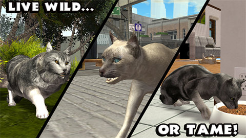 终极猫模拟器游戏截图2