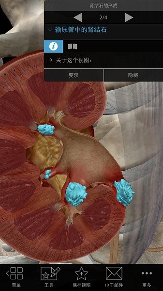 3d生理和病理学软件截图3